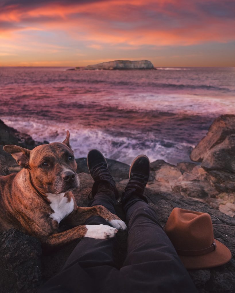 You are currently viewing 10 traveling pets of Instagram you need to follow