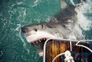 Read more about the article Top Five Shark Cage Diving Hotspots in the World
