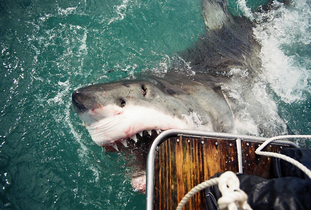 You are currently viewing Top Five Shark Cage Diving Hotspots in the World