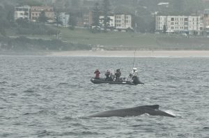 Read more about the article Best Time Of Year To Go Whale Watching In Sydney