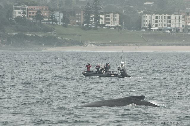 You are currently viewing Best Time Of Year To Go Whale Watching In Sydney