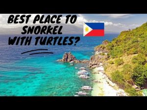 Read more about the article Best Spot to Snorkel with Turtles in the Philippines?