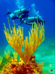 Read more about the article Diving in Maria la Gorda, Cuba