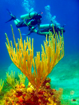 You are currently viewing Diving in Maria la Gorda, Cuba