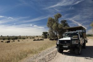 Read more about the article The Kgalagadi Transfrontier Park: What You Need to Know