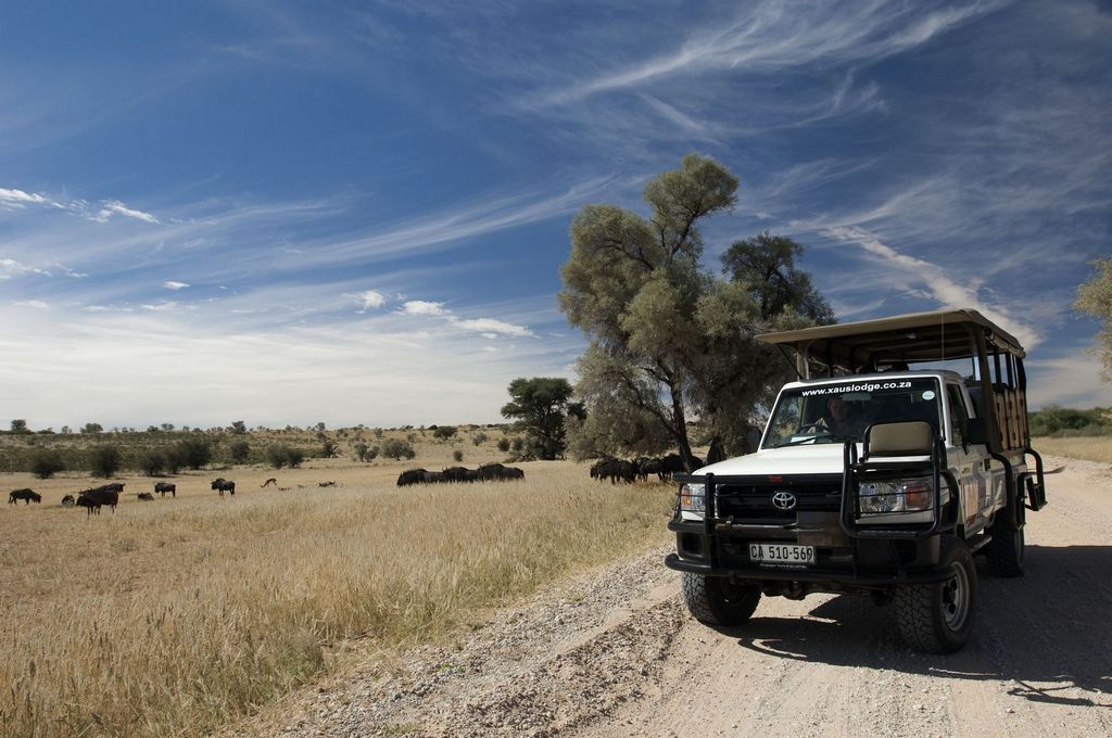 You are currently viewing The Kgalagadi Transfrontier Park: What You Need to Know