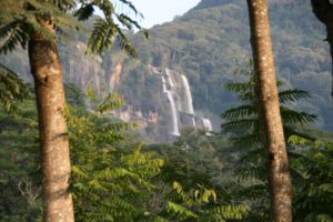 Read more about the article The Fantastic Treefrog in the Udzungwa Mountains National Park