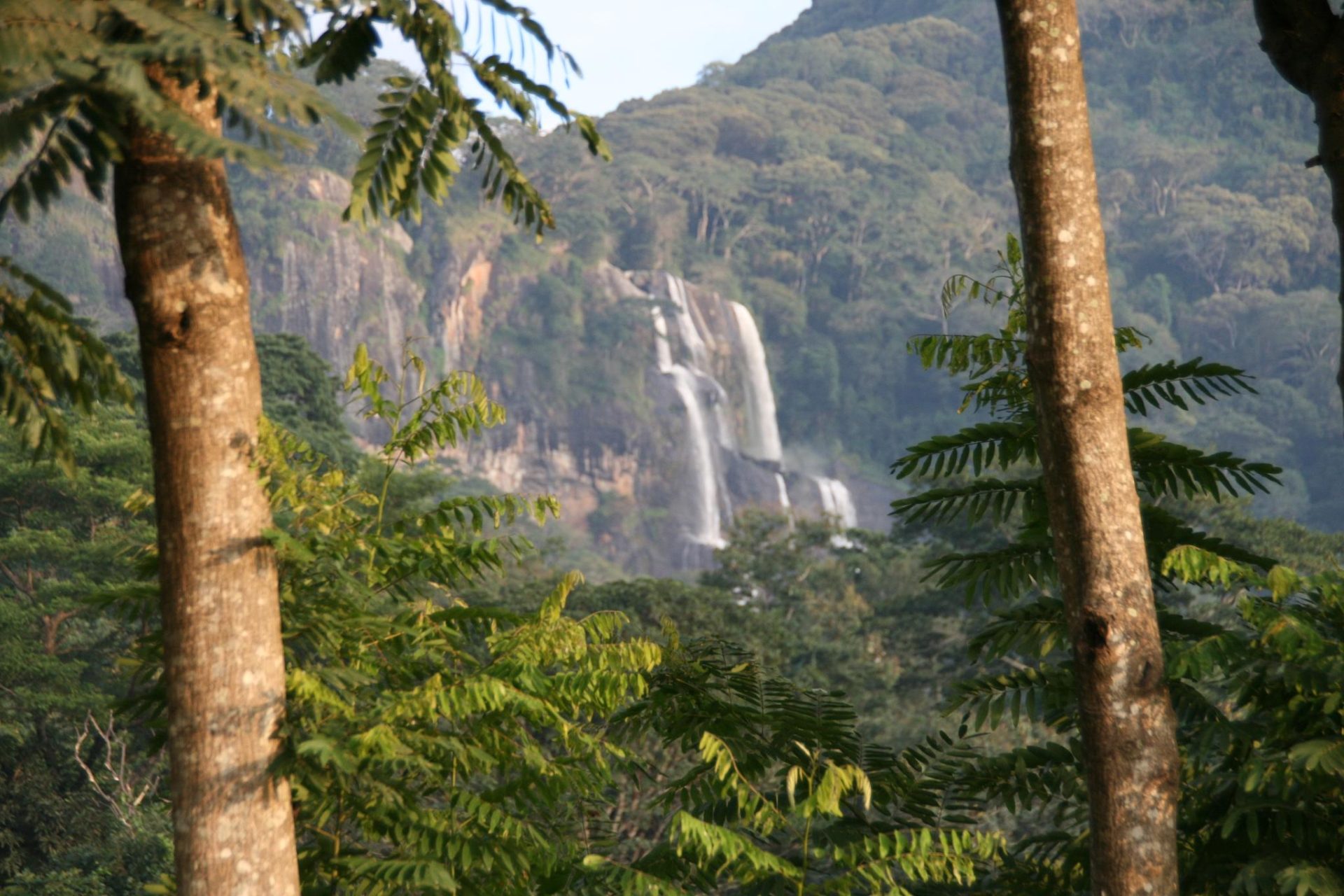 You are currently viewing The Fantastic Treefrog in the Udzungwa Mountains National Park