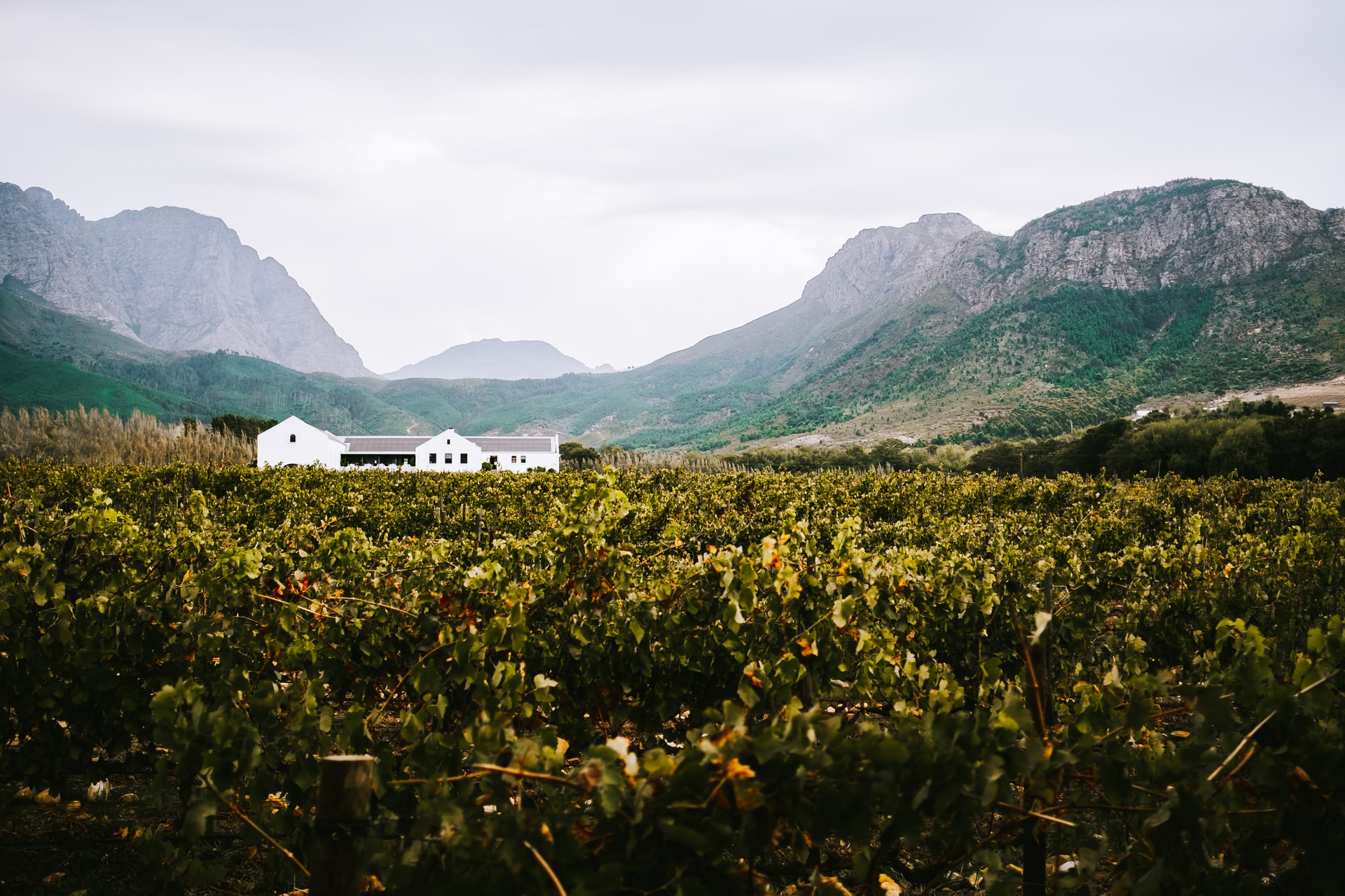 You are currently viewing Reasons to Add the Franschhoek Wine Region to Your Cape Town Itinerary