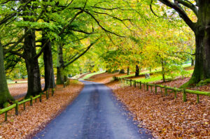 Read more about the article Walking Tracks of Ireland’s Mid West