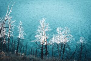 Read more about the article Reasons to Visit Yellowstone National Park in Winter