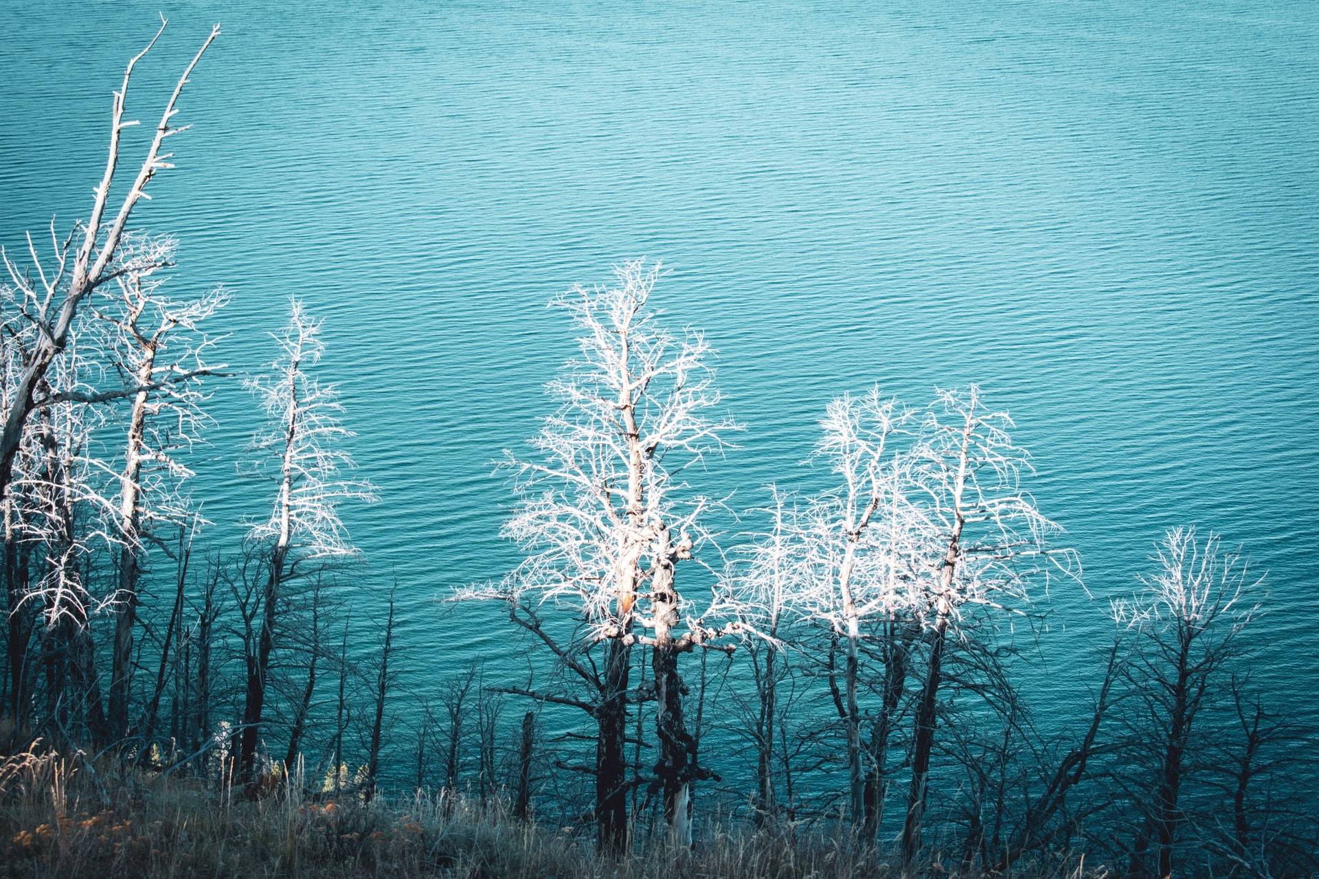 You are currently viewing Reasons to Visit Yellowstone National Park in Winter