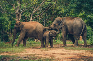 Read more about the article Elephant Nature Park: An Ethical Elephant Sanctuary in Thailand