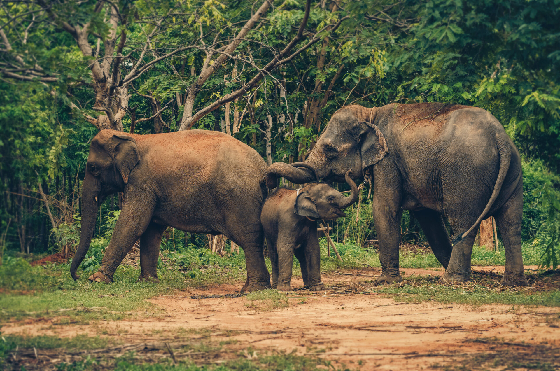 You are currently viewing Elephant Nature Park: An Ethical Elephant Sanctuary in Thailand