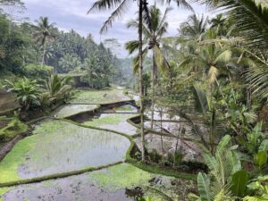 Read more about the article Bali Travel Tips from an Insider