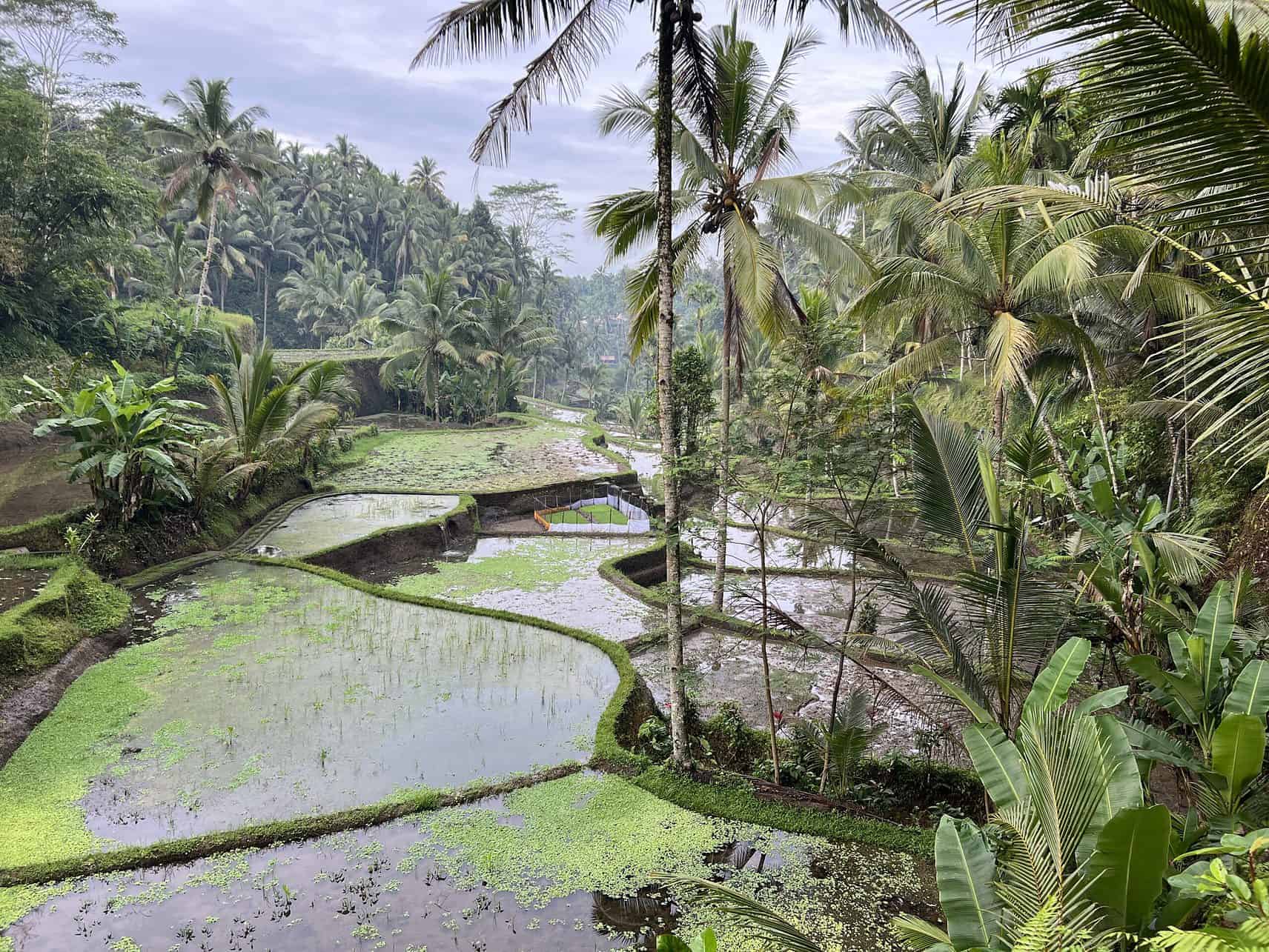 You are currently viewing Bali Travel Tips from an Insider